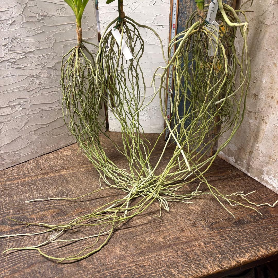 【特選】　洋蘭　バンダ　2種4株　ハンギング