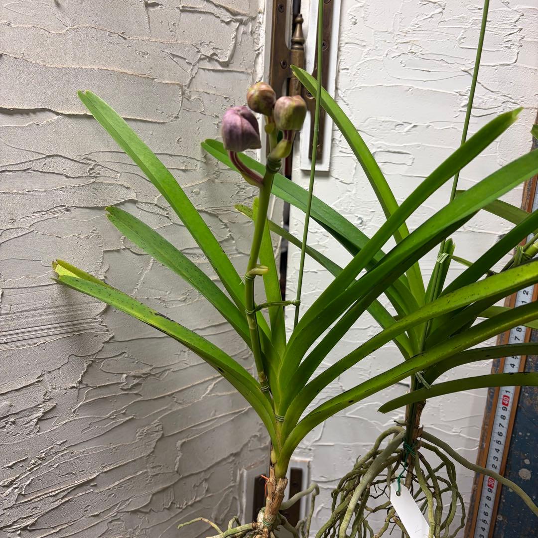 【特選】　洋蘭　バンダ　2種4株　ハンギング