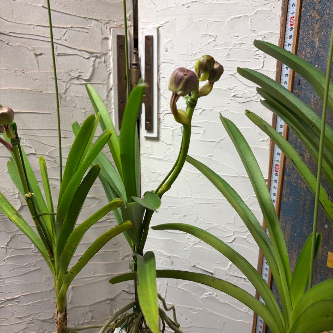 【特選】　洋蘭　バンダ　2種4株　ハンギング