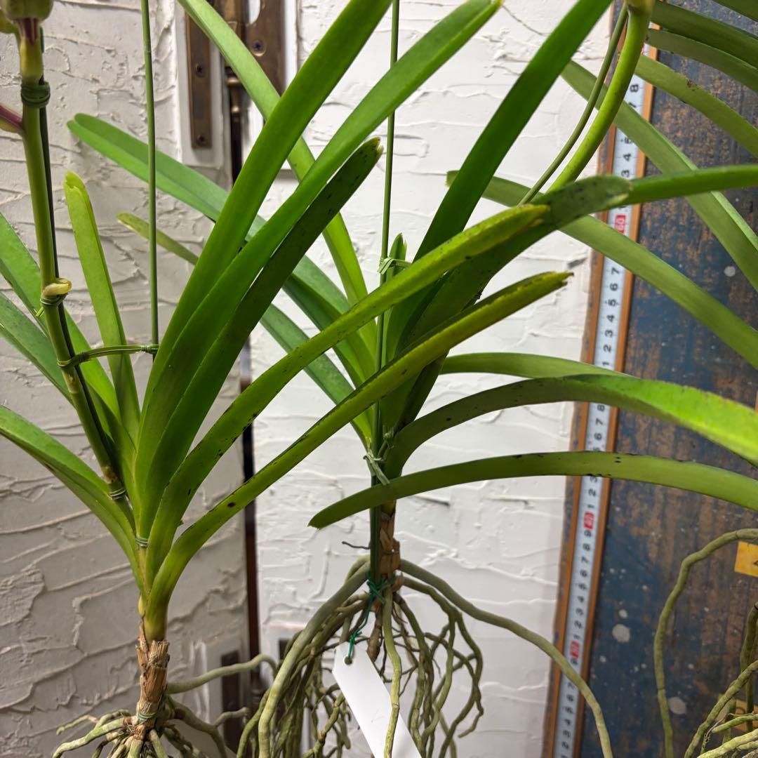 【特選】　洋蘭　バンダ　2種4株　ハンギング