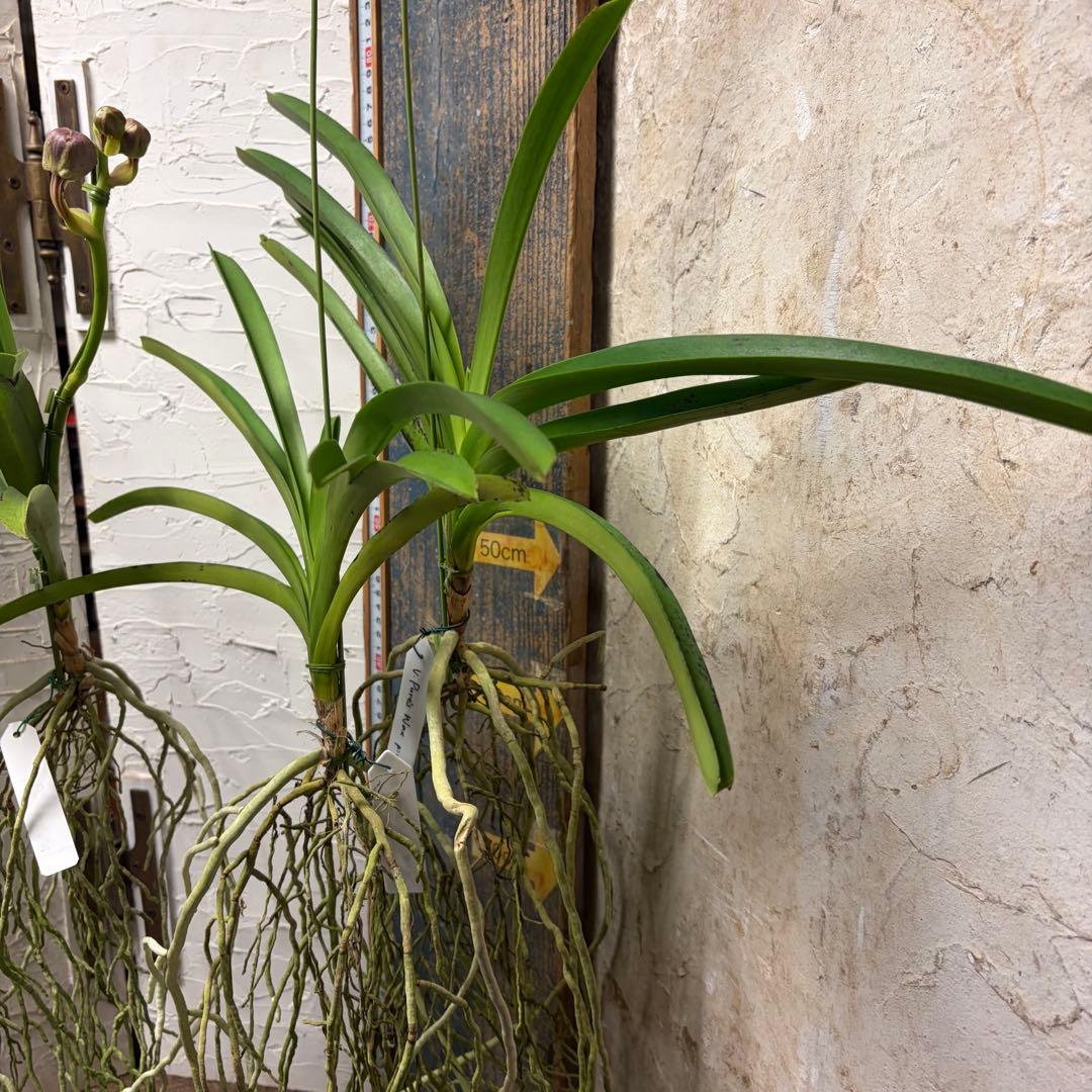 【特選】　洋蘭　バンダ　2種4株　ハンギング