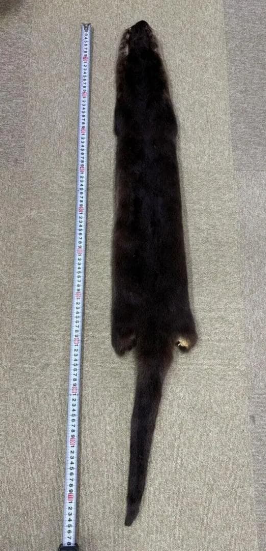 高品質！ カナダカワウソの毛皮　１点もの