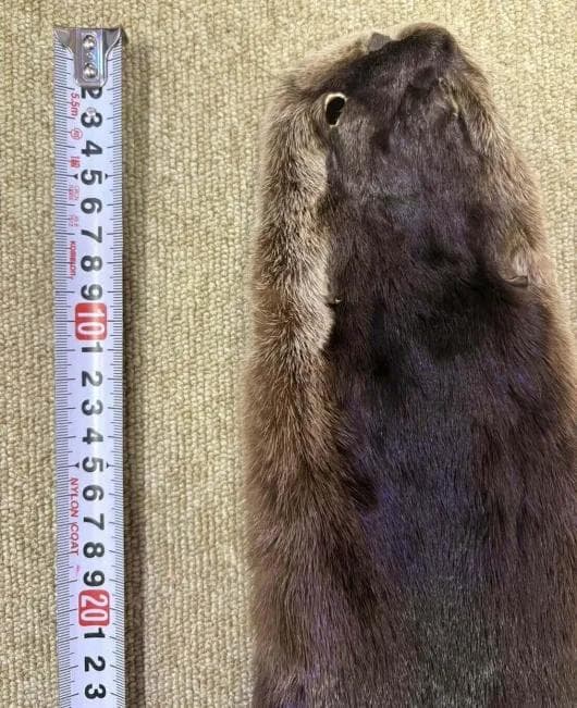 高品質！ カナダカワウソの毛皮　１点もの