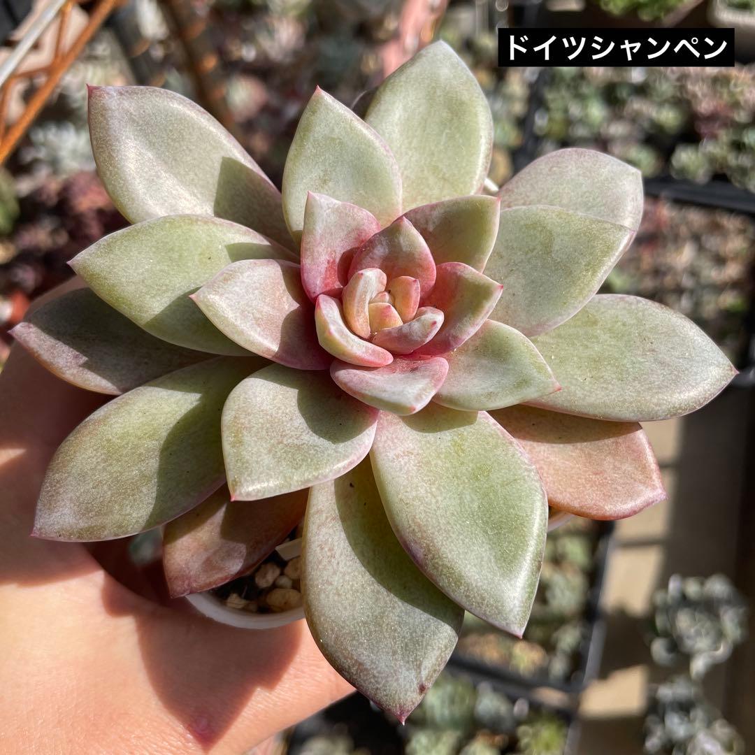 多肉植物エケベリア　ドイツシャンペン