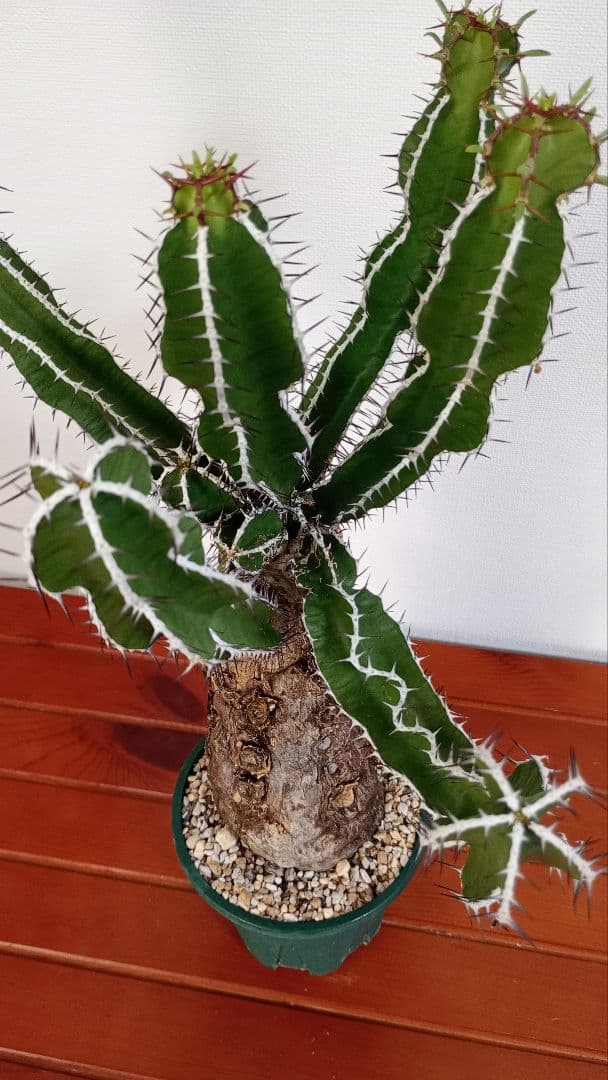 ムランジーナ　現地球発根済