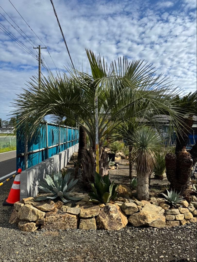 ココスヤシ　幹太