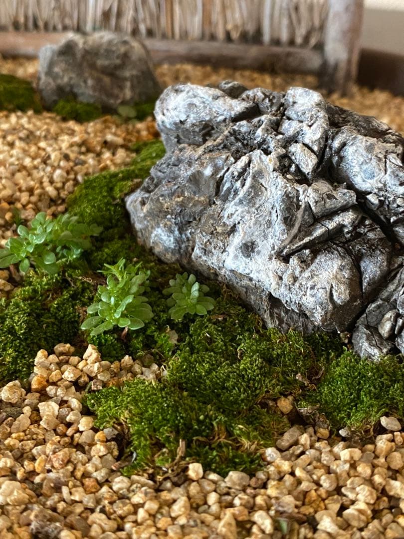 黒松の盆栽で作る和風庭園