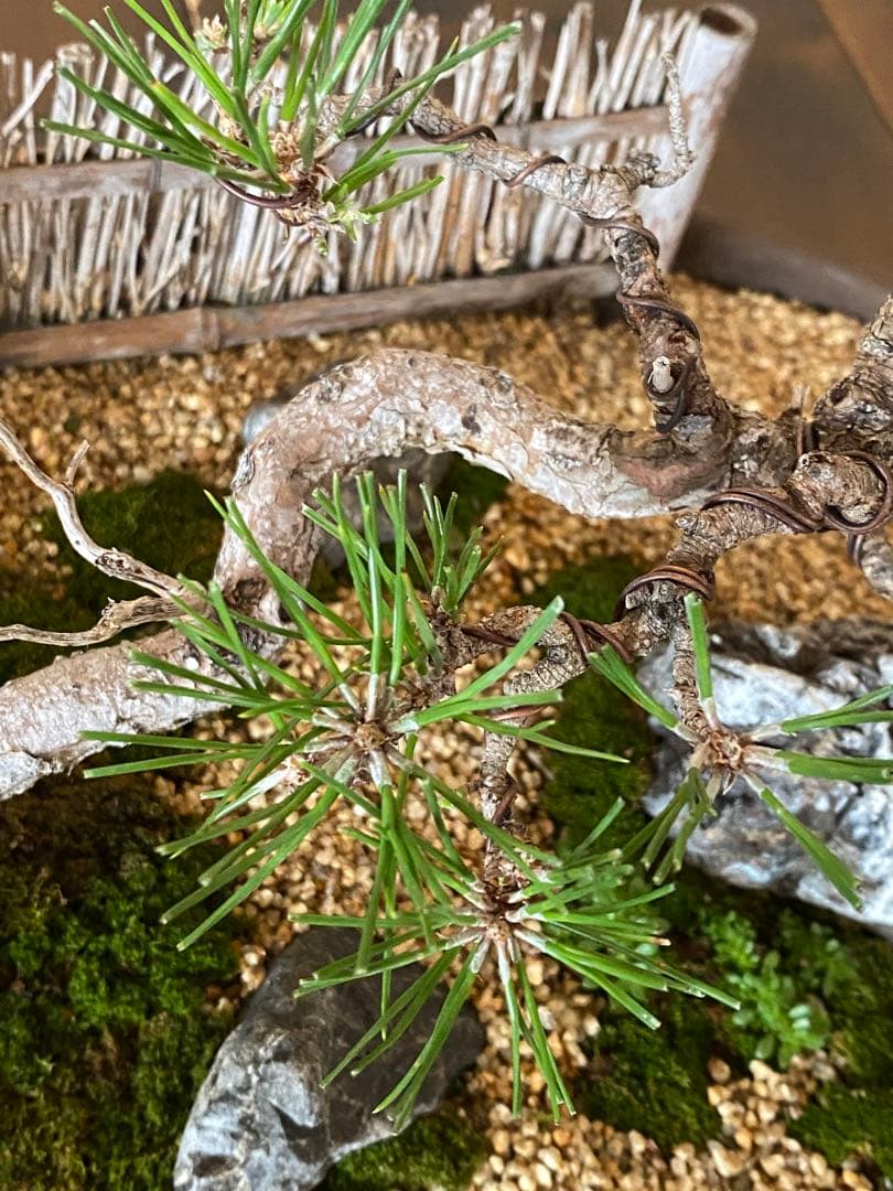 黒松の盆栽で作る和風庭園