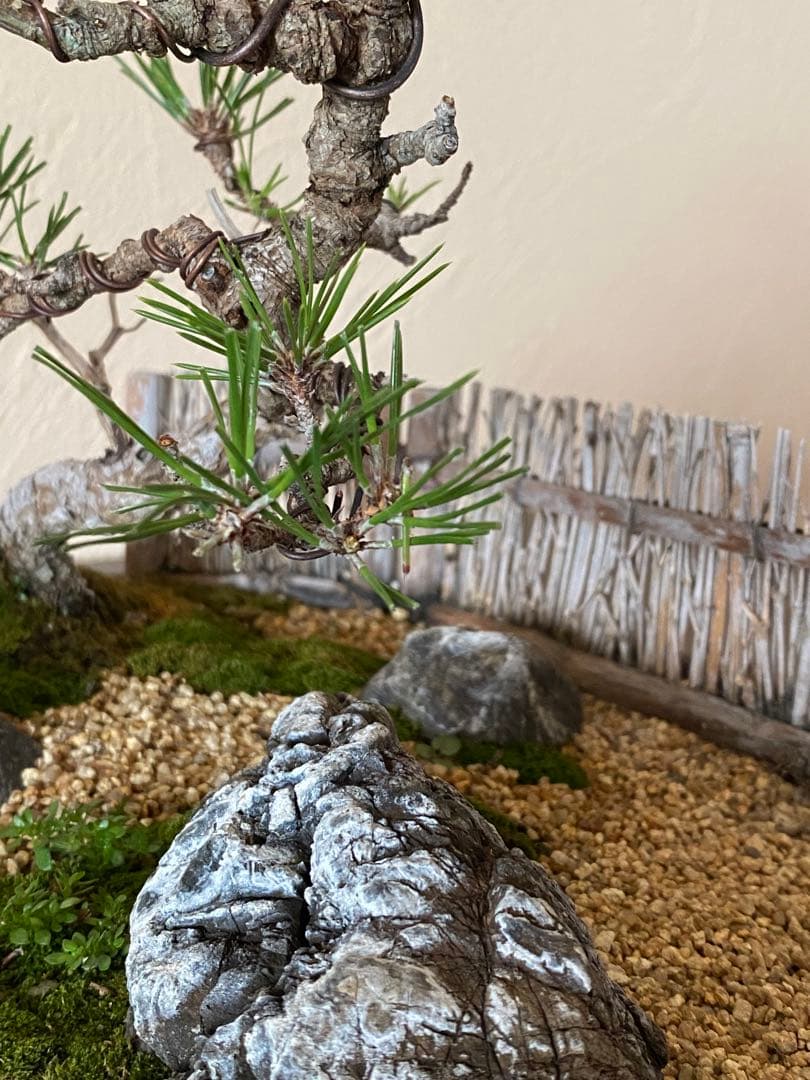 黒松の盆栽で作る和風庭園