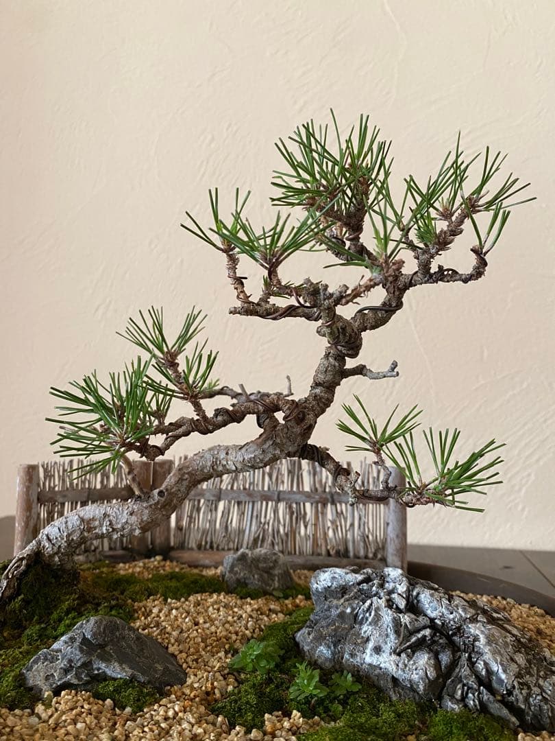 黒松の盆栽で作る和風庭園