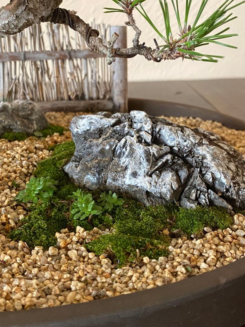 黒松の盆栽で作る和風庭園