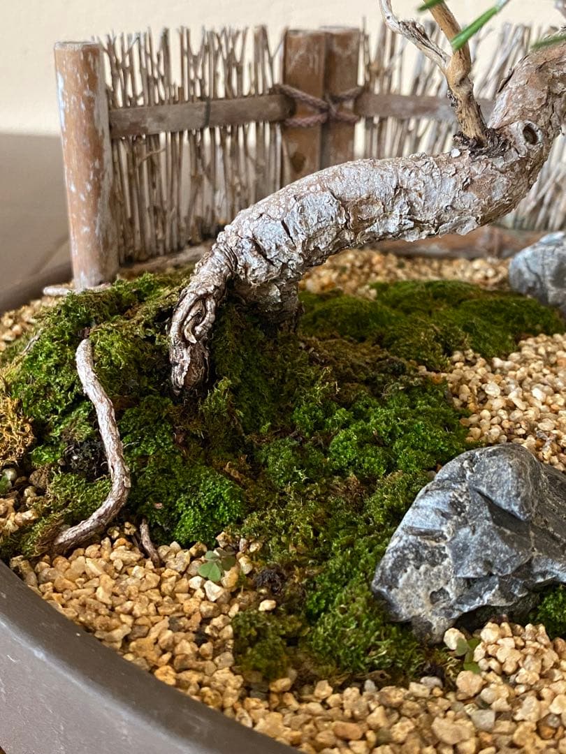 黒松の盆栽で作る和風庭園