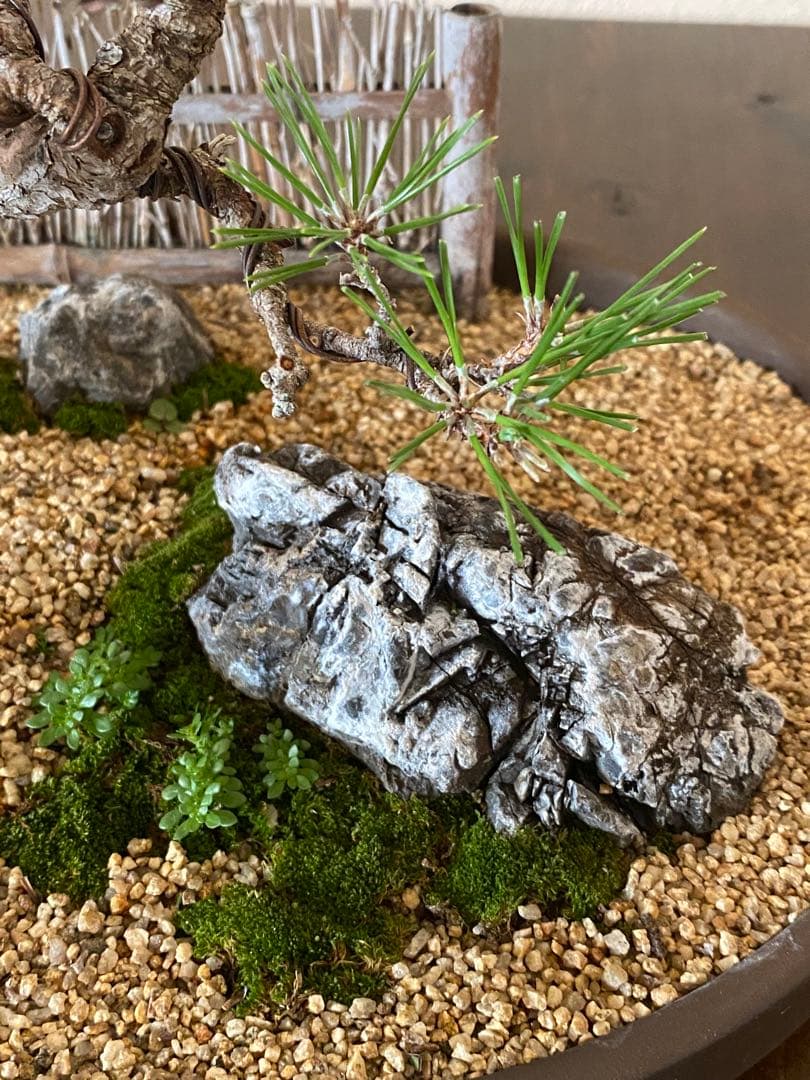 黒松の盆栽で作る和風庭園