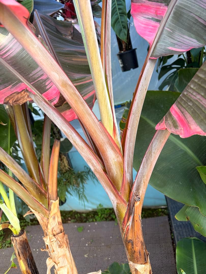 温室整理セール 特大苗 子株有 Musa Nono Pink ピンク斑 ムサノノ