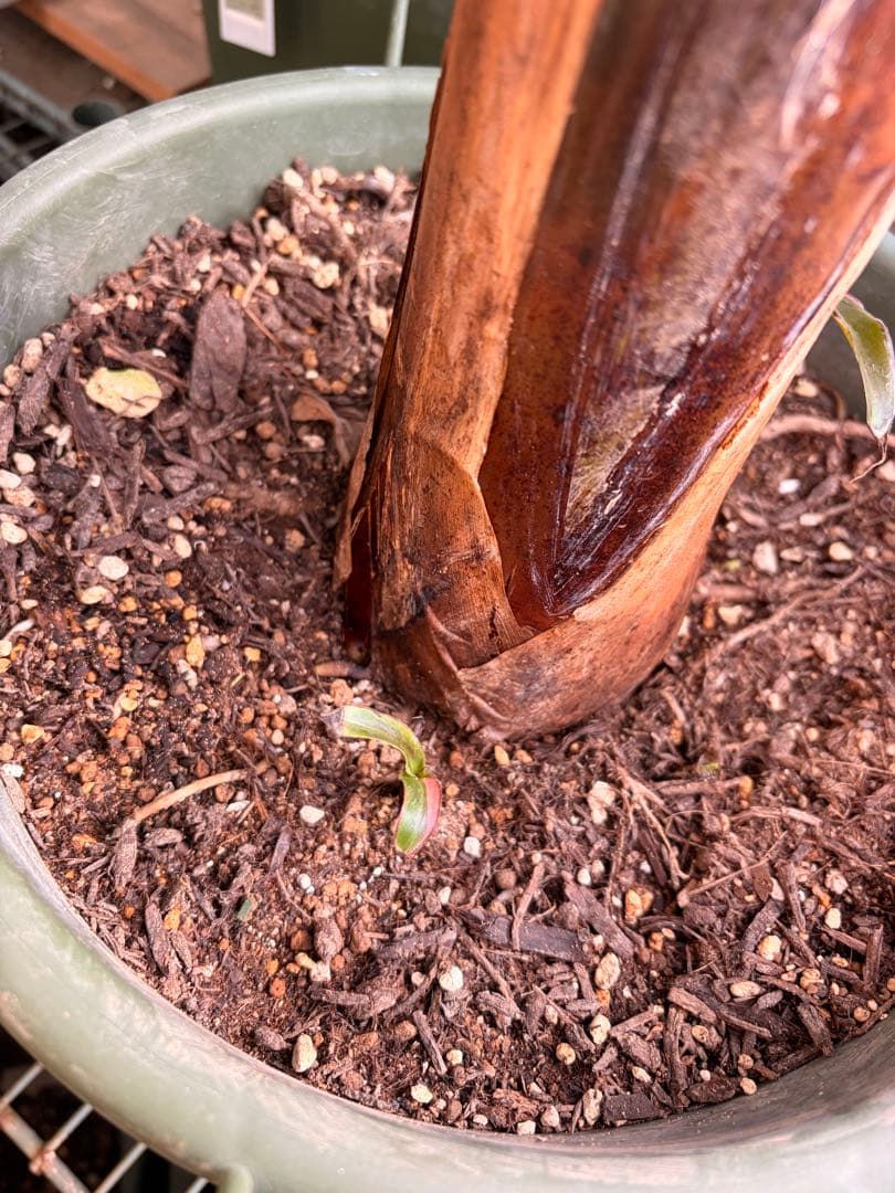 温室整理セール 特大苗 子株有 Musa Nono Pink ピンク斑 ムサノノ