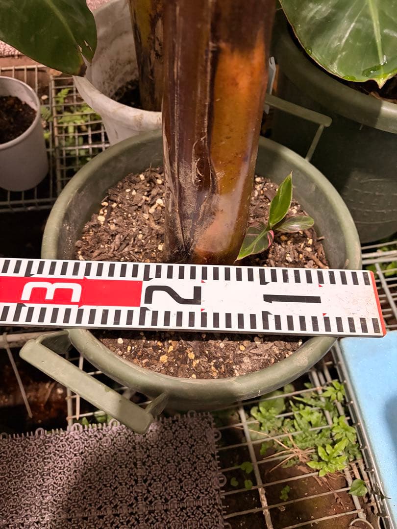 温室整理セール 特大苗 子株有 Musa Nono Pink ピンク斑 ムサノノ