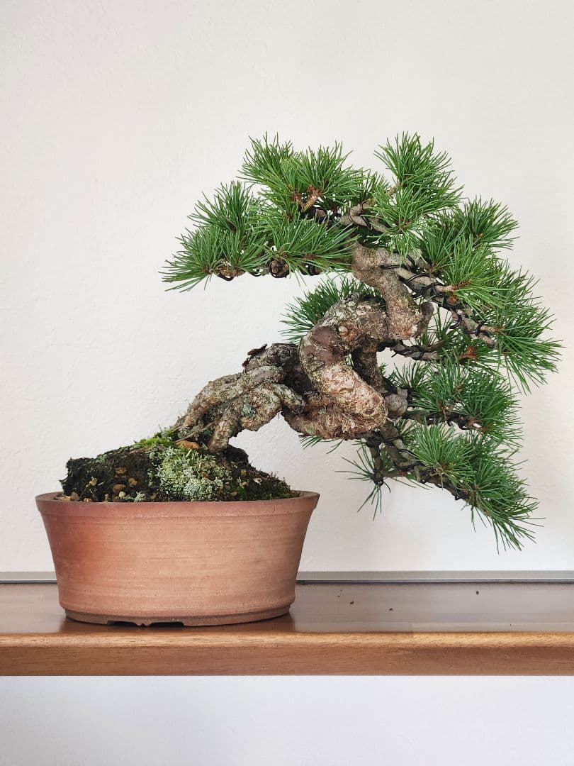 盆栽　五葉松　松　植物