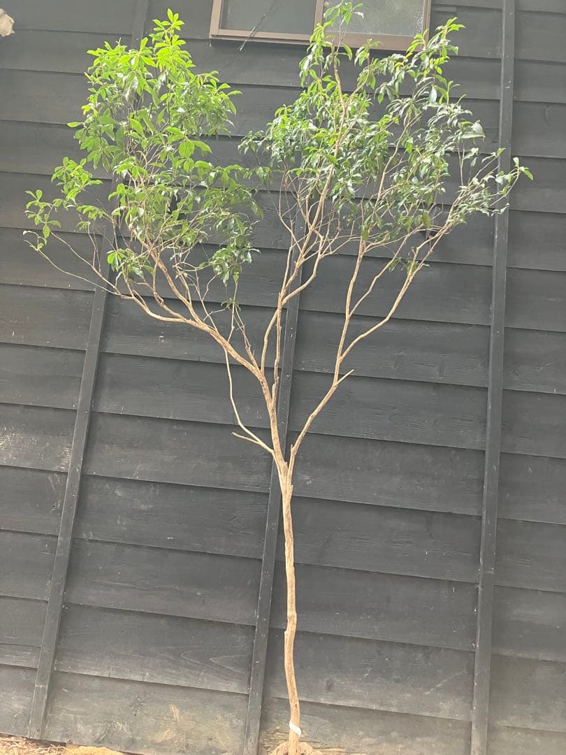 50 山採り　アセビ