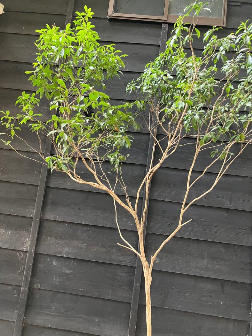 50 山採り　アセビ