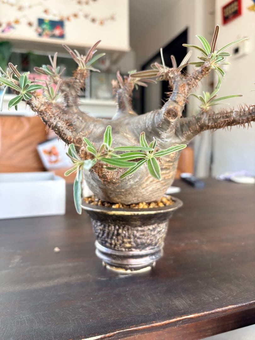 パキポディウムグラキリス　現地株　中型 塊根植物