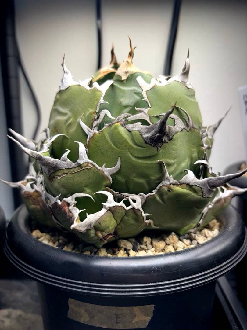 アガベ　チタノタ　白鯨　大株　Ｅ