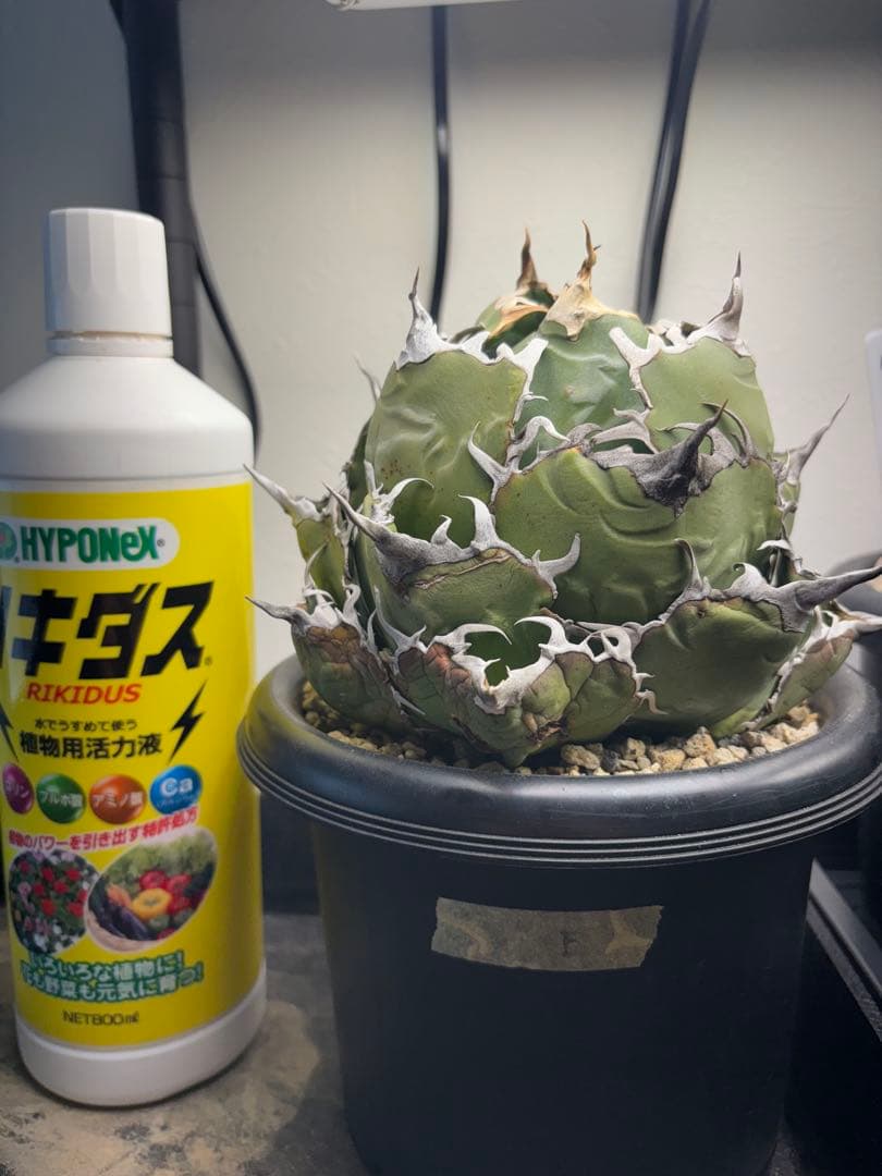 アガベ　チタノタ　白鯨　大株　Ｅ