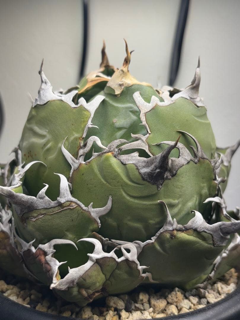 アガベ　チタノタ　白鯨　大株　Ｅ