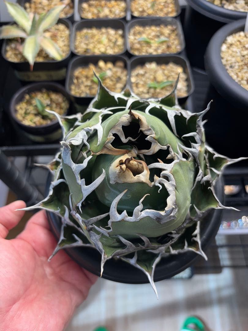 アガベ　チタノタ　白鯨　大株　Ｅ