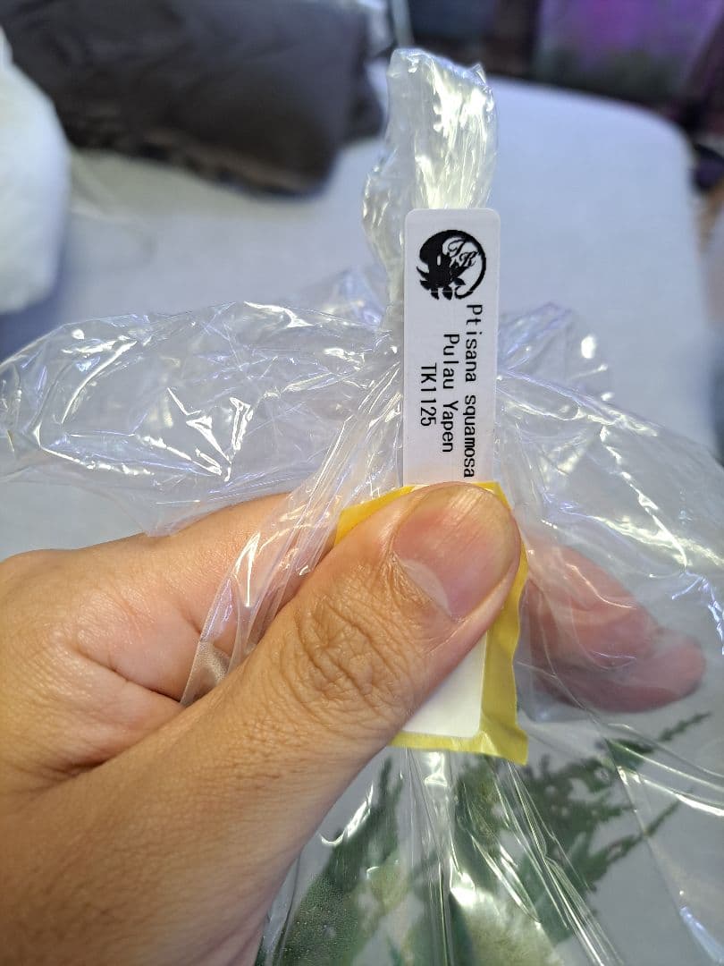 シダ　リュウビンタイ　Ptisana squamosa Pulau Yapen