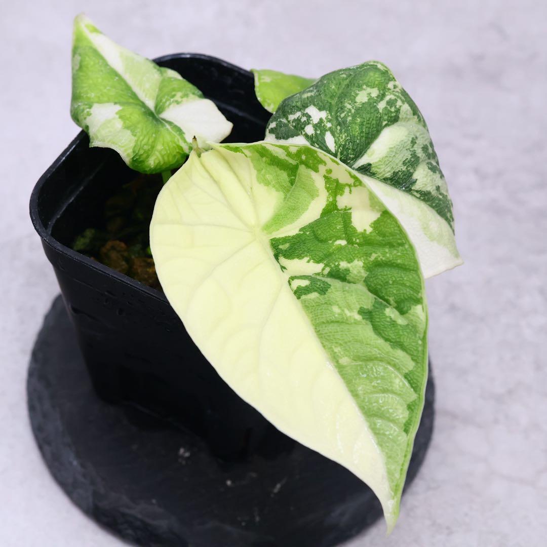 アロカシア メロ アルボ 斑入り