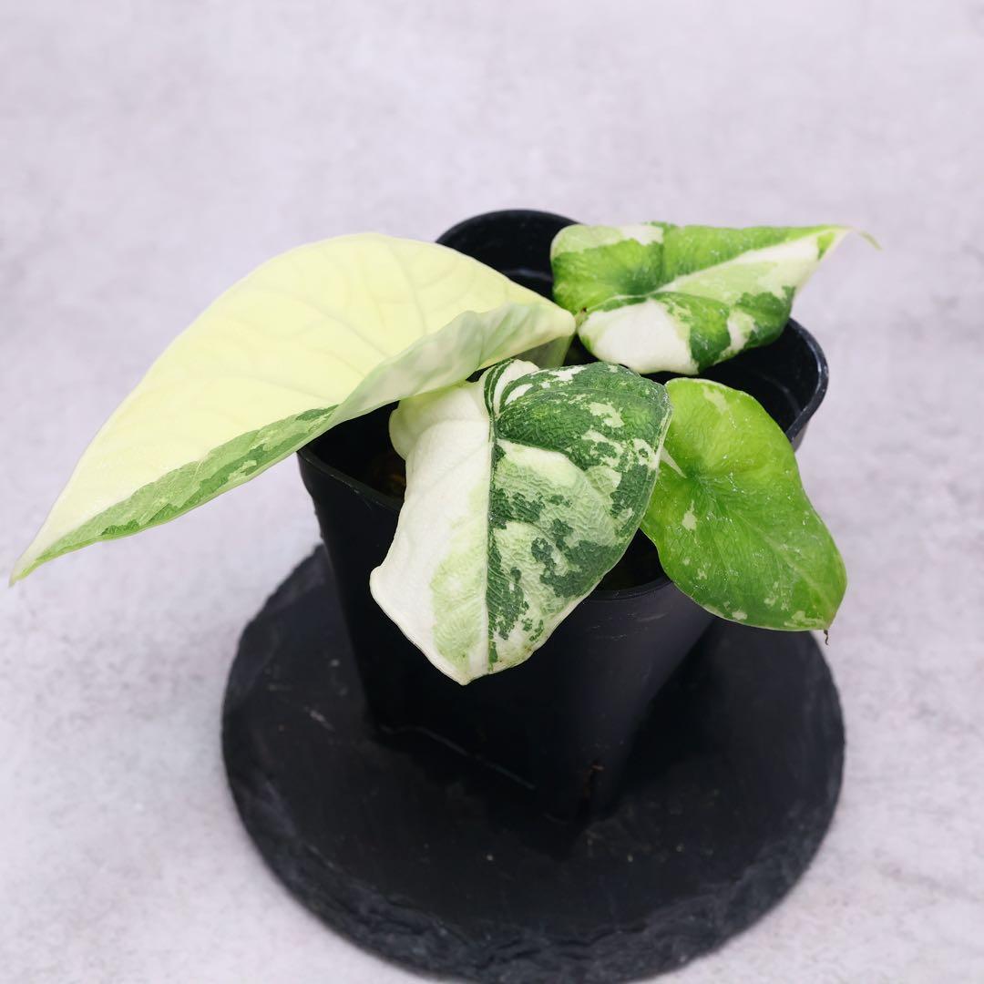 アロカシア メロ アルボ 斑入り