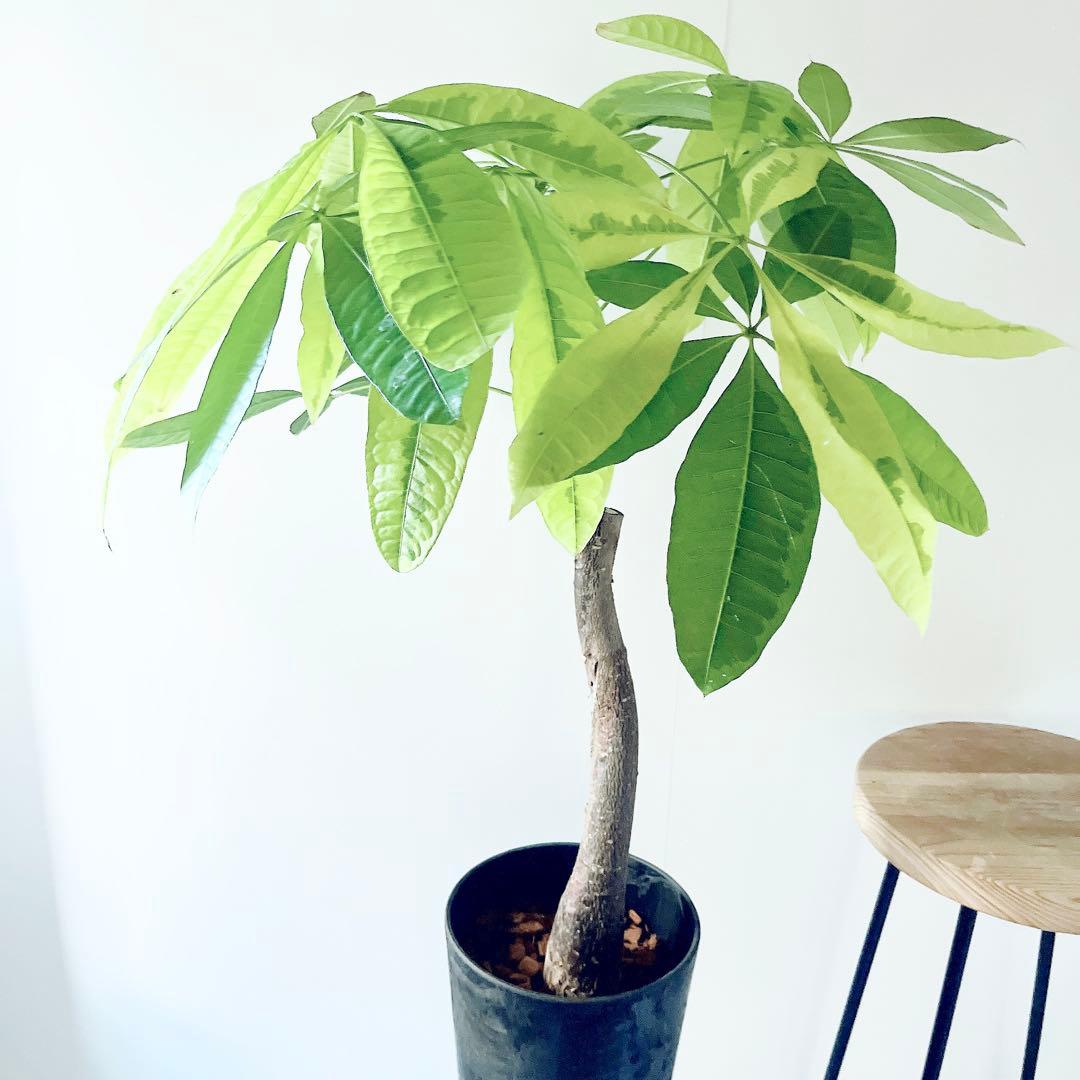 《希少》パキラ ムーンライト アートスポット仕立て 観葉植物 大型 室内