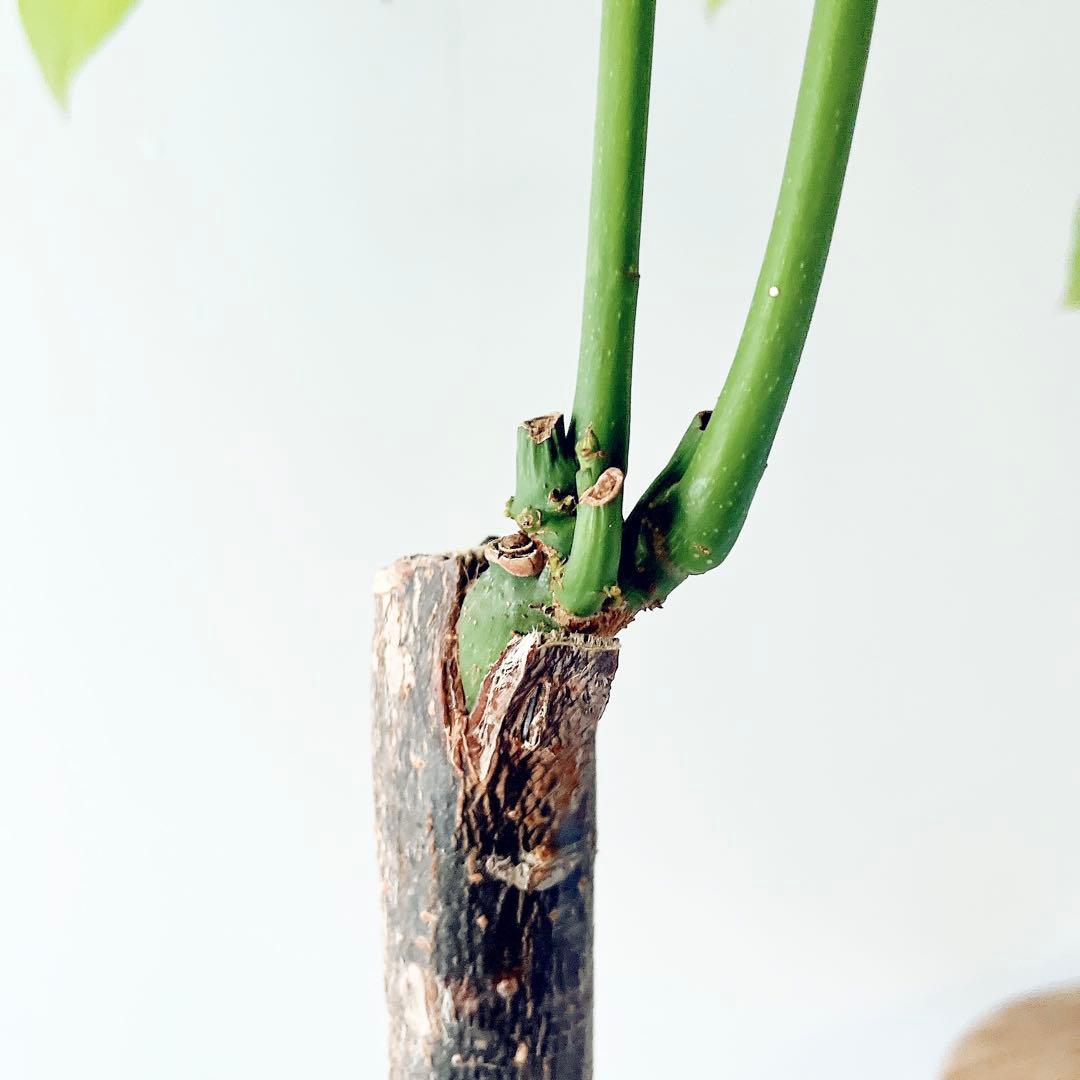 《希少》パキラ ムーンライト アートスポット仕立て 観葉植物 大型 室内