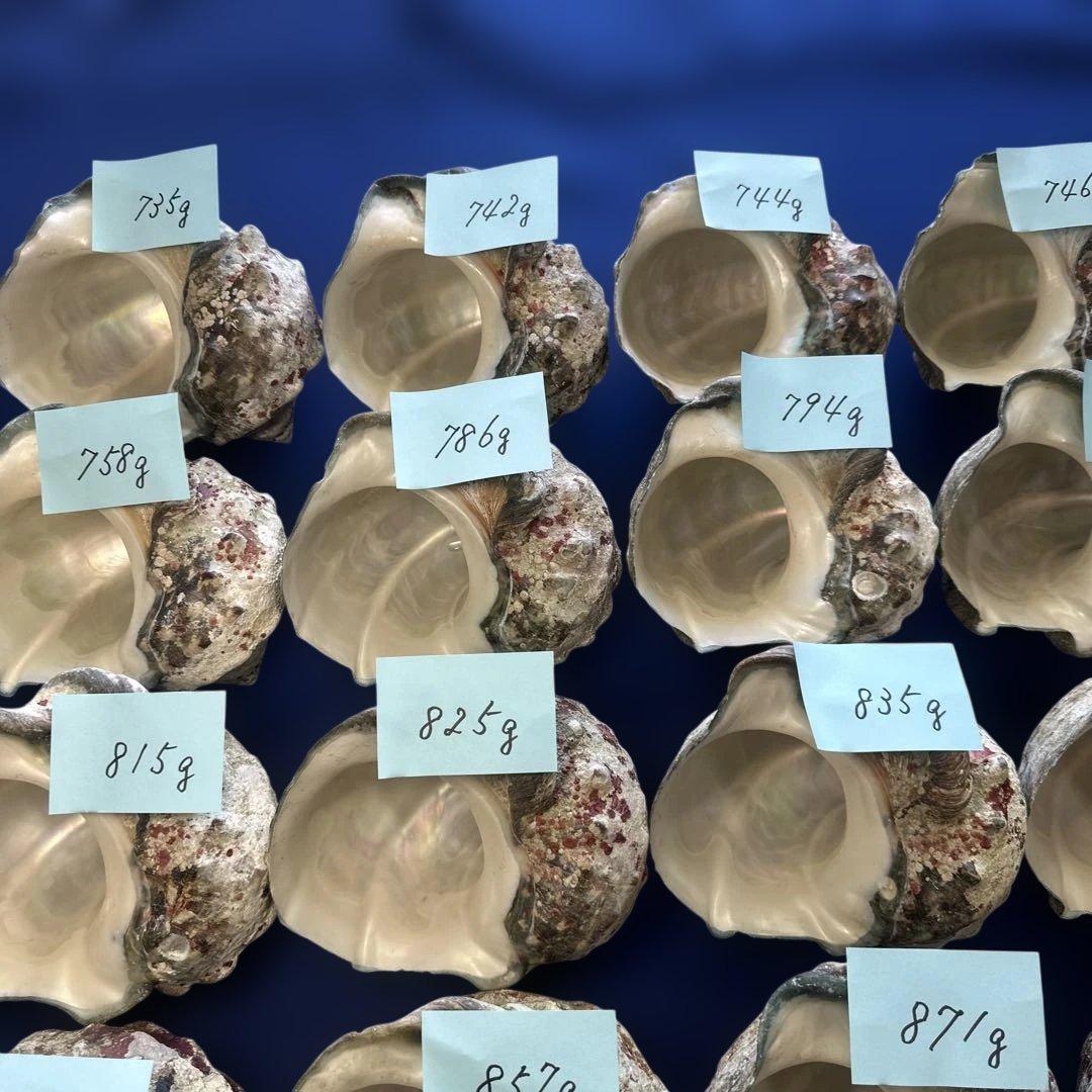 夜光貝　ヤコウ貝　まとめ売り　22個　17、7kg アクセサリー　ルアー