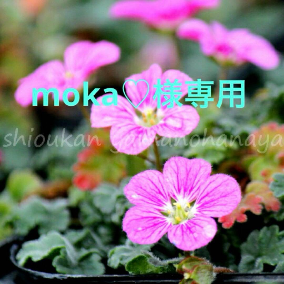 ビオラパンプキンの寄植え ビオレッタの寄植え