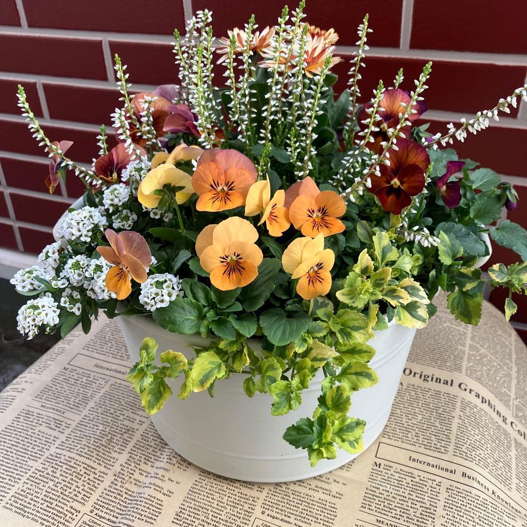 ビオラパンプキンの寄植え ビオレッタの寄植え