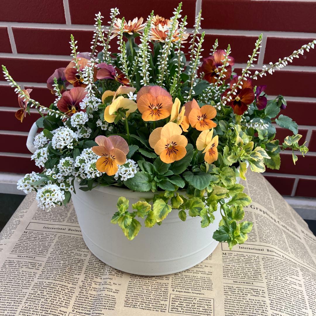 ビオラパンプキンの寄植え ビオレッタの寄植え