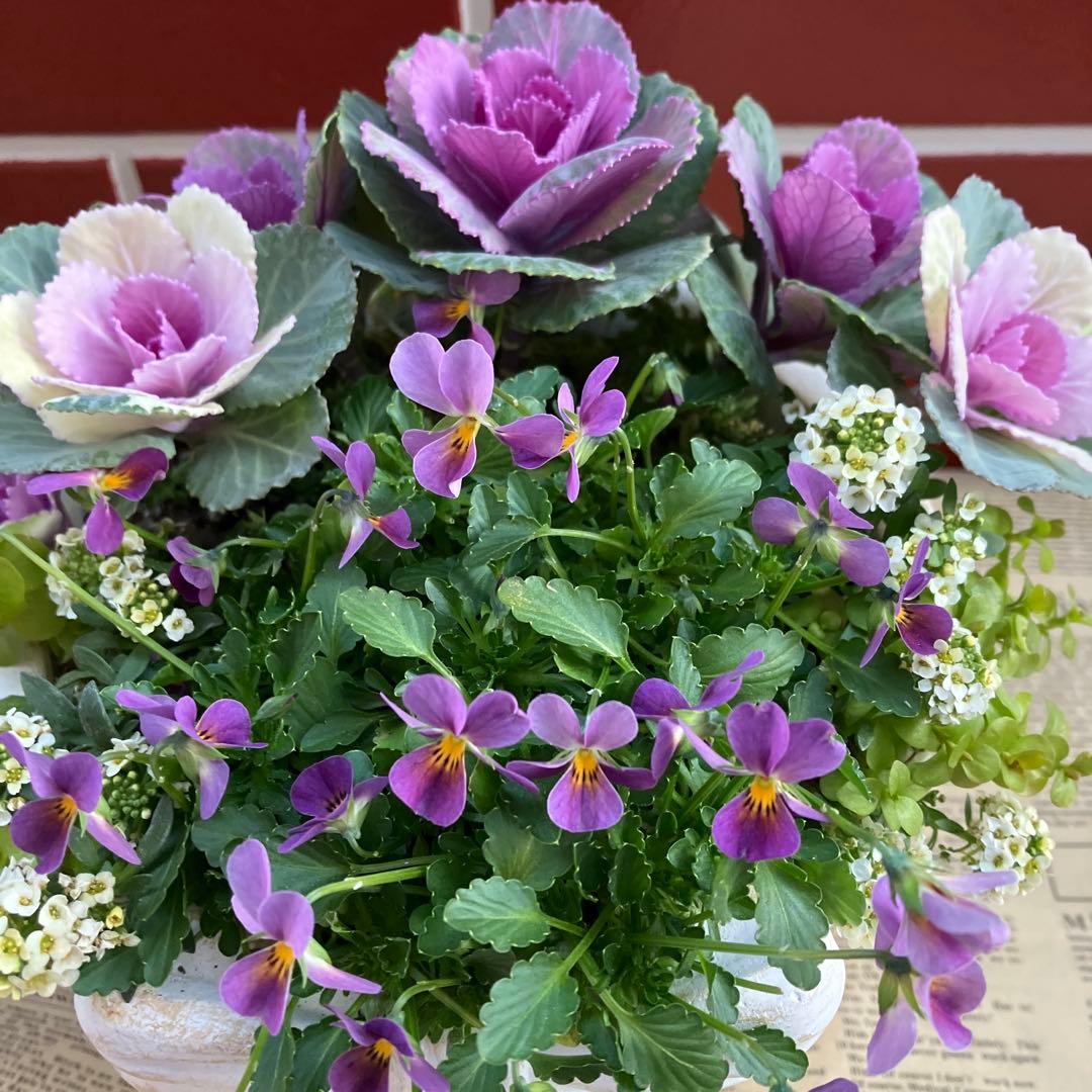 ビオラパンプキンの寄植え ビオレッタの寄植え