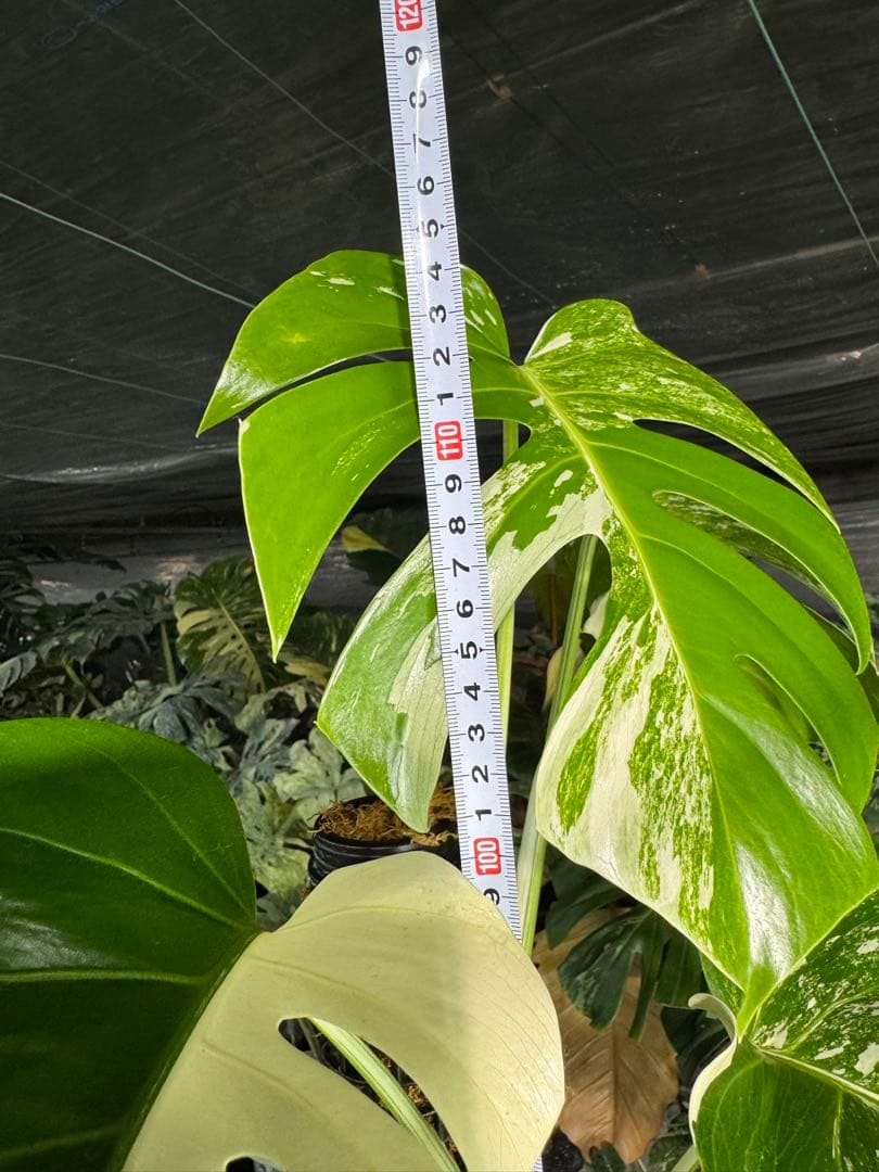 モンステラ　ボルギシアナ　アルボ　白斑入り　鉢モスポール付き　高110cm