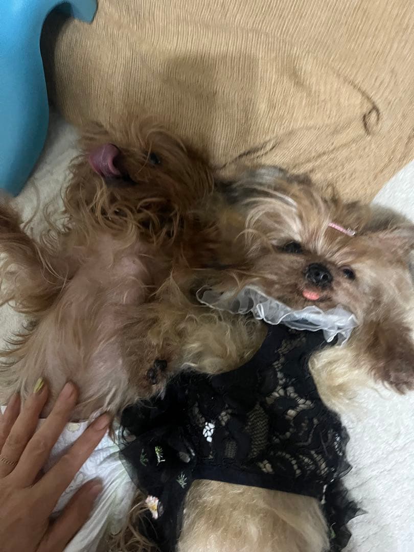 あなたのペットのクローンちゃん製作