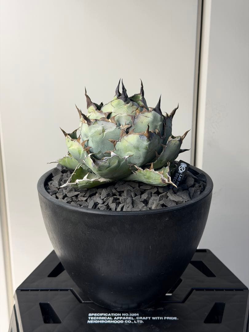 ［親株出品］アガベ　チタノタBB