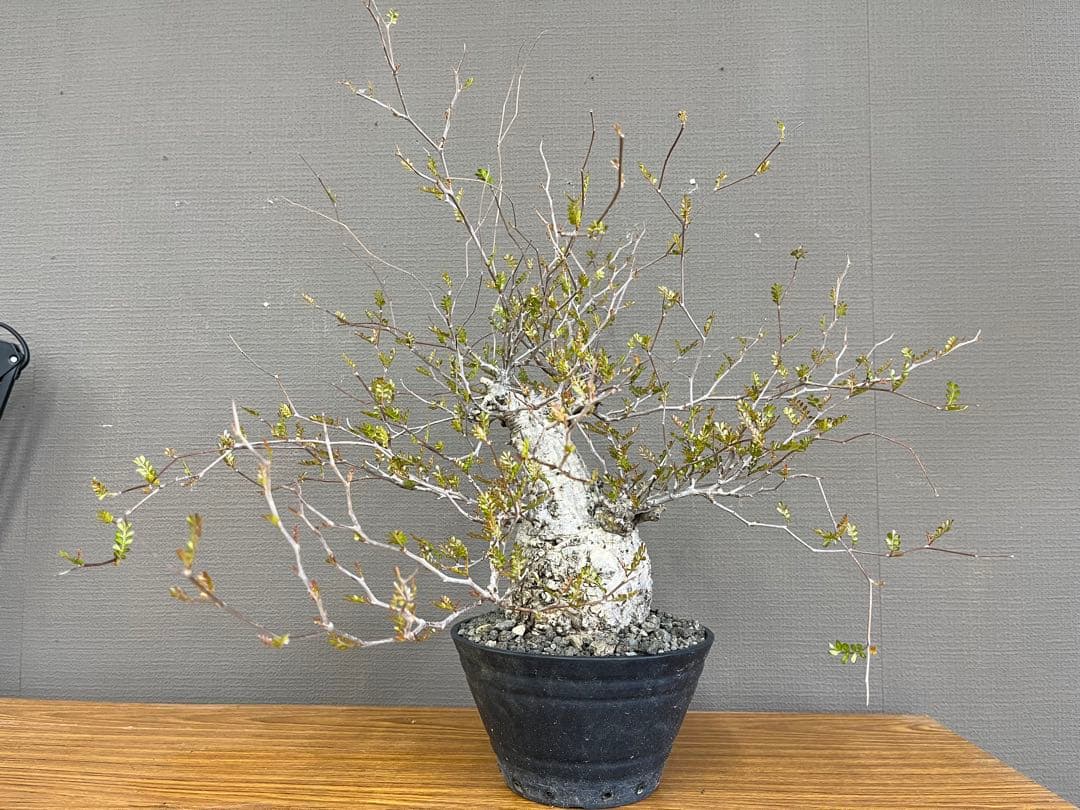 金ちゃんママ　オペルクリカリア　パキプス　現地球　発根済みです。鉢付きです