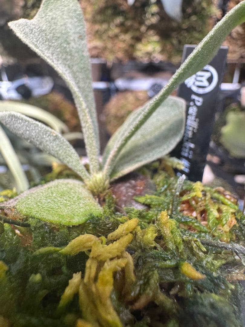 willinckii #1 mr.kai dwarf ビカクシダ