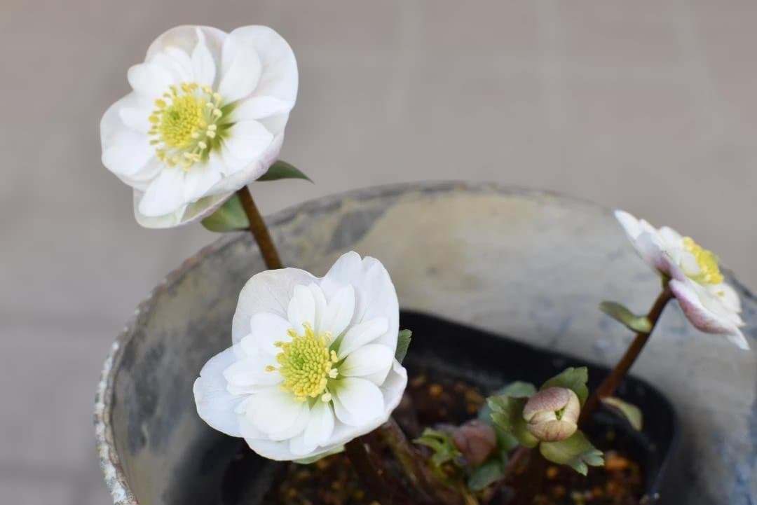 け*ち様 ピンクニゲル　セミダブル　クリスマスローズ　開花株