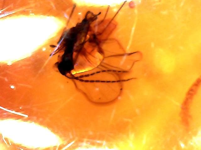 天然琥珀　虫入り琥珀　ルース　K18金　ペンダントトップ　鑑別書付