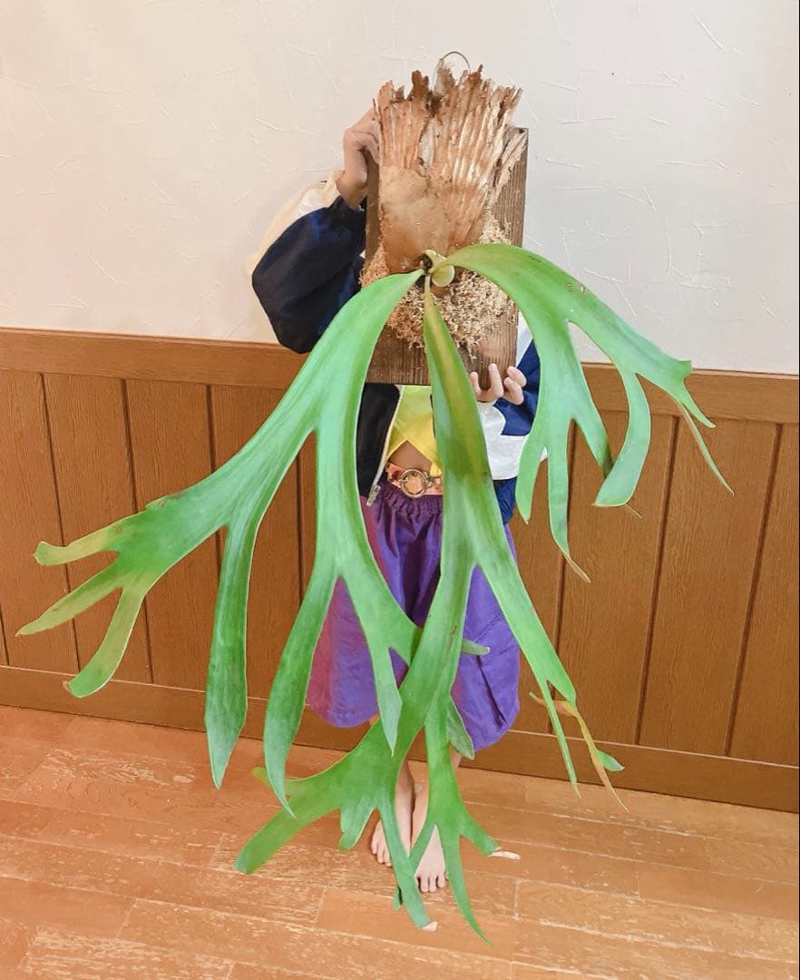 ゲリラ値下げ大株ビカクシダ　ウィリンキーwild\