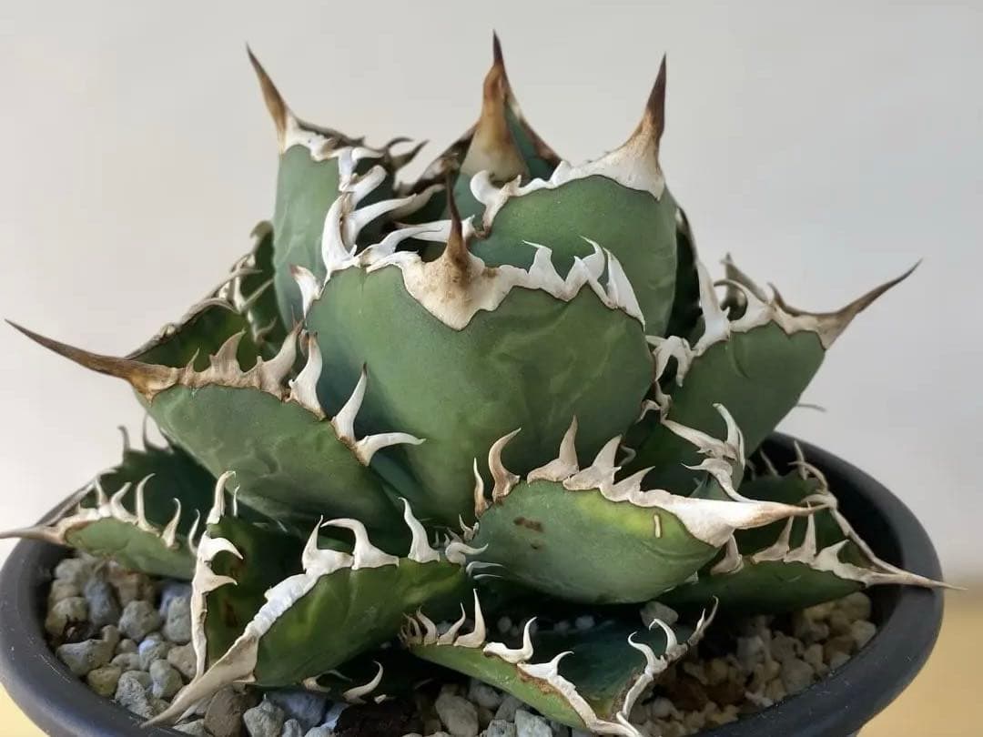 チタノタ　実生　親株