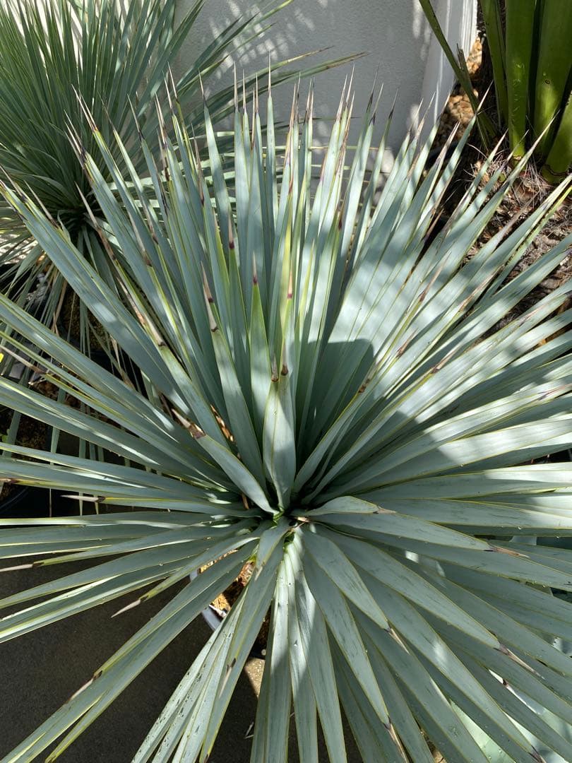 マルデヌベスver.リギダ