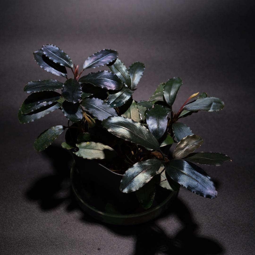 水草 BUCEPHALANDRA Nanga Pino Super Blue