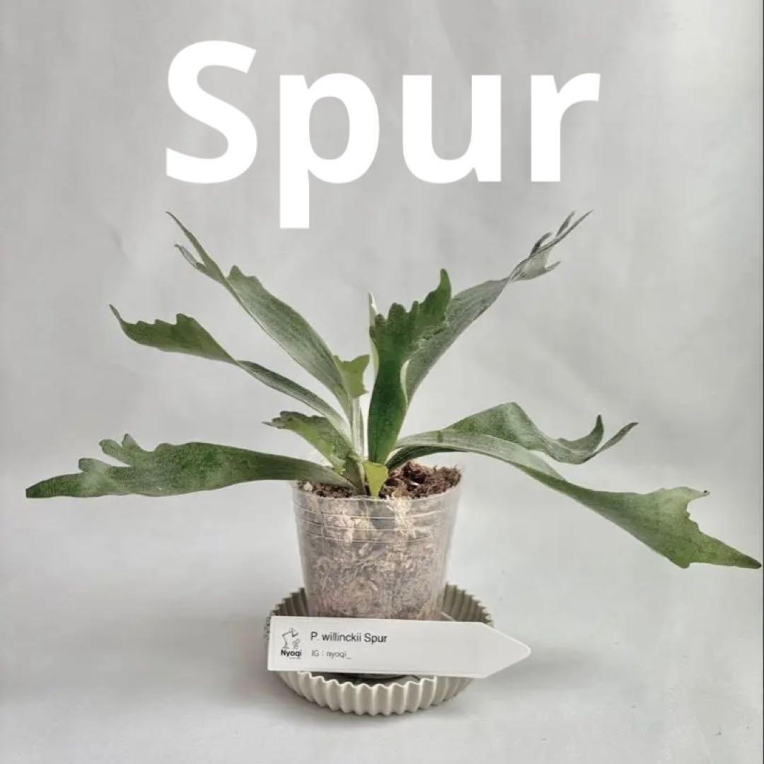 【メルカリ便】P. Willinckii Spur(TC) 【18】